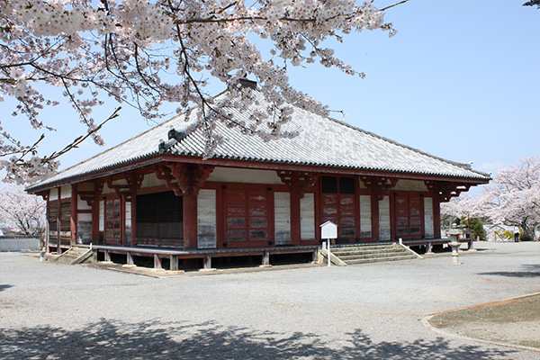 浄土寺桜